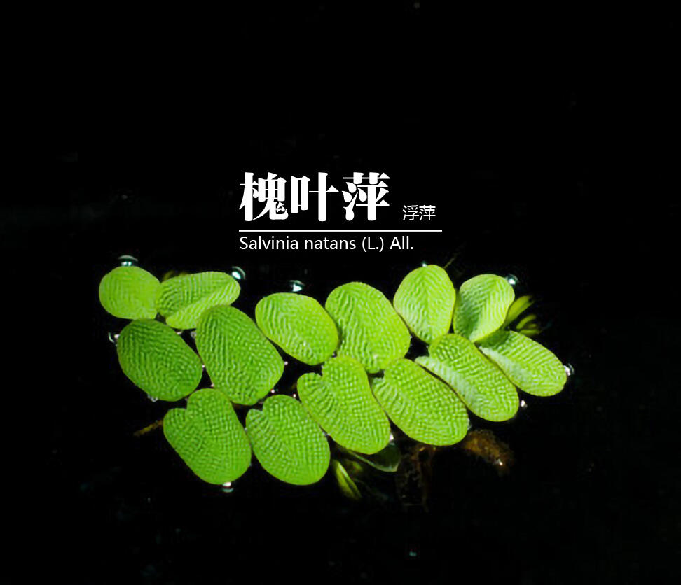 漂亮的槐叶萍 槐叶萍,是槐叶萍科槐叶萍属的漂浮植物.