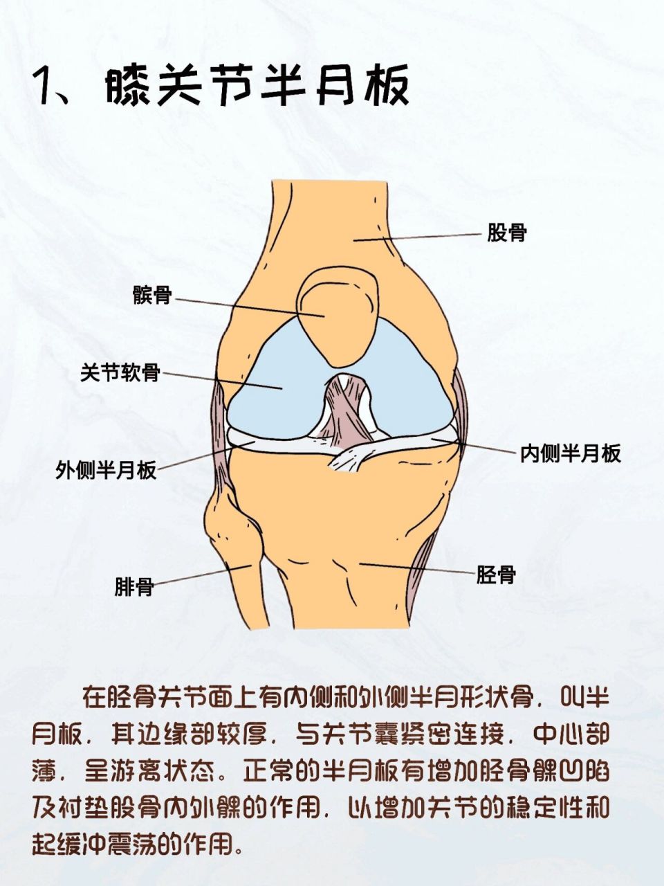 半月板疼痛位置图片图片