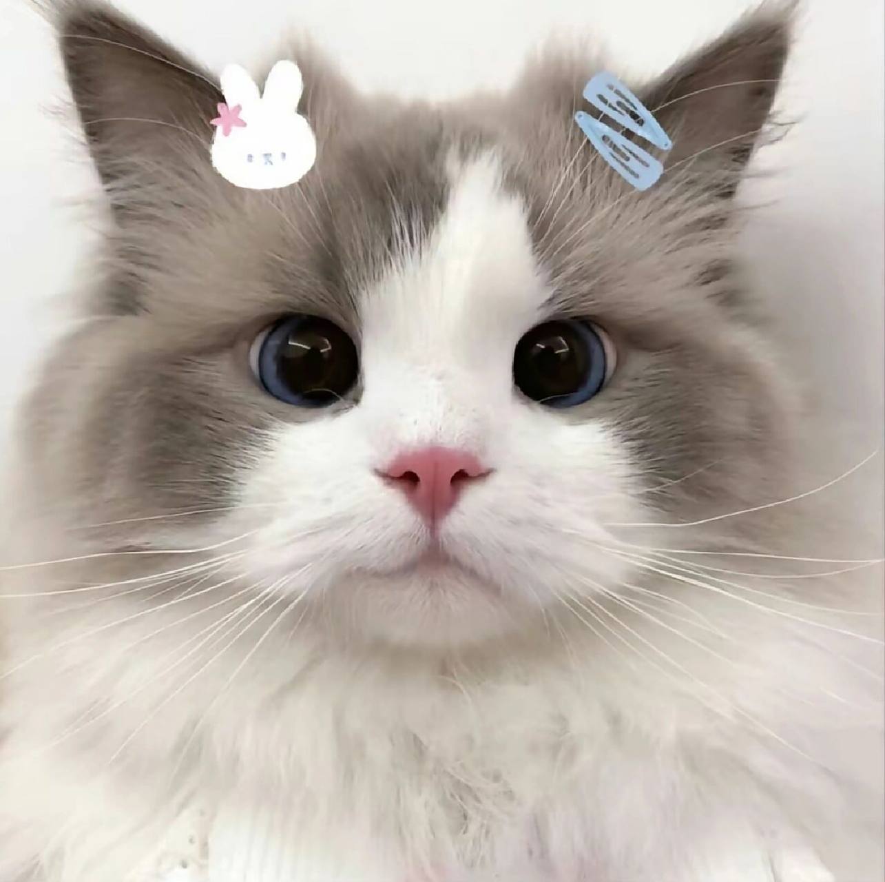 布偶猫猫头像已送达,请薯友们接收 可爱的布偶猫头像,这布灵布灵的大