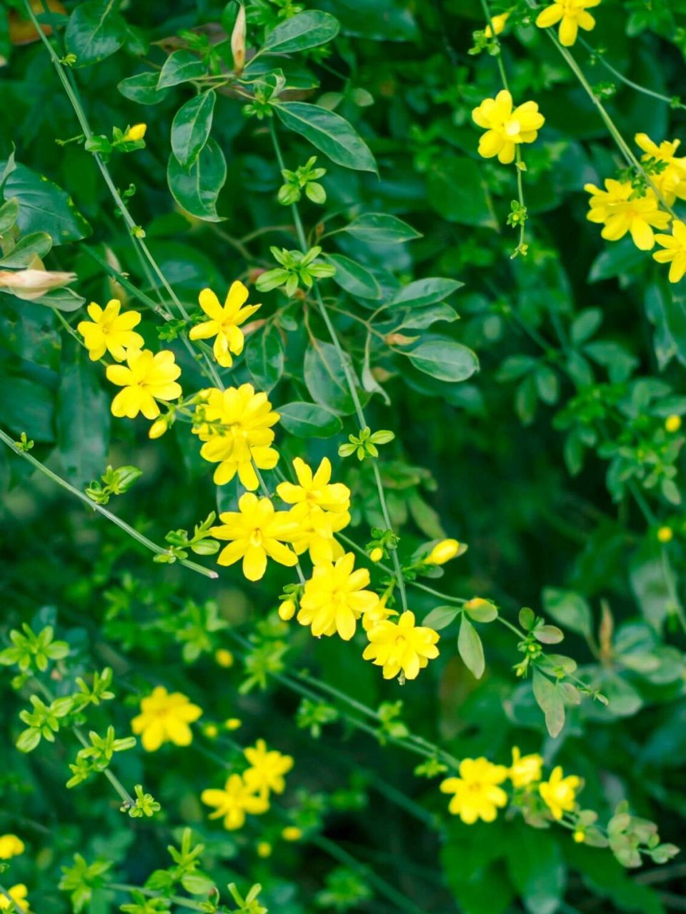 迎春花绘画素材