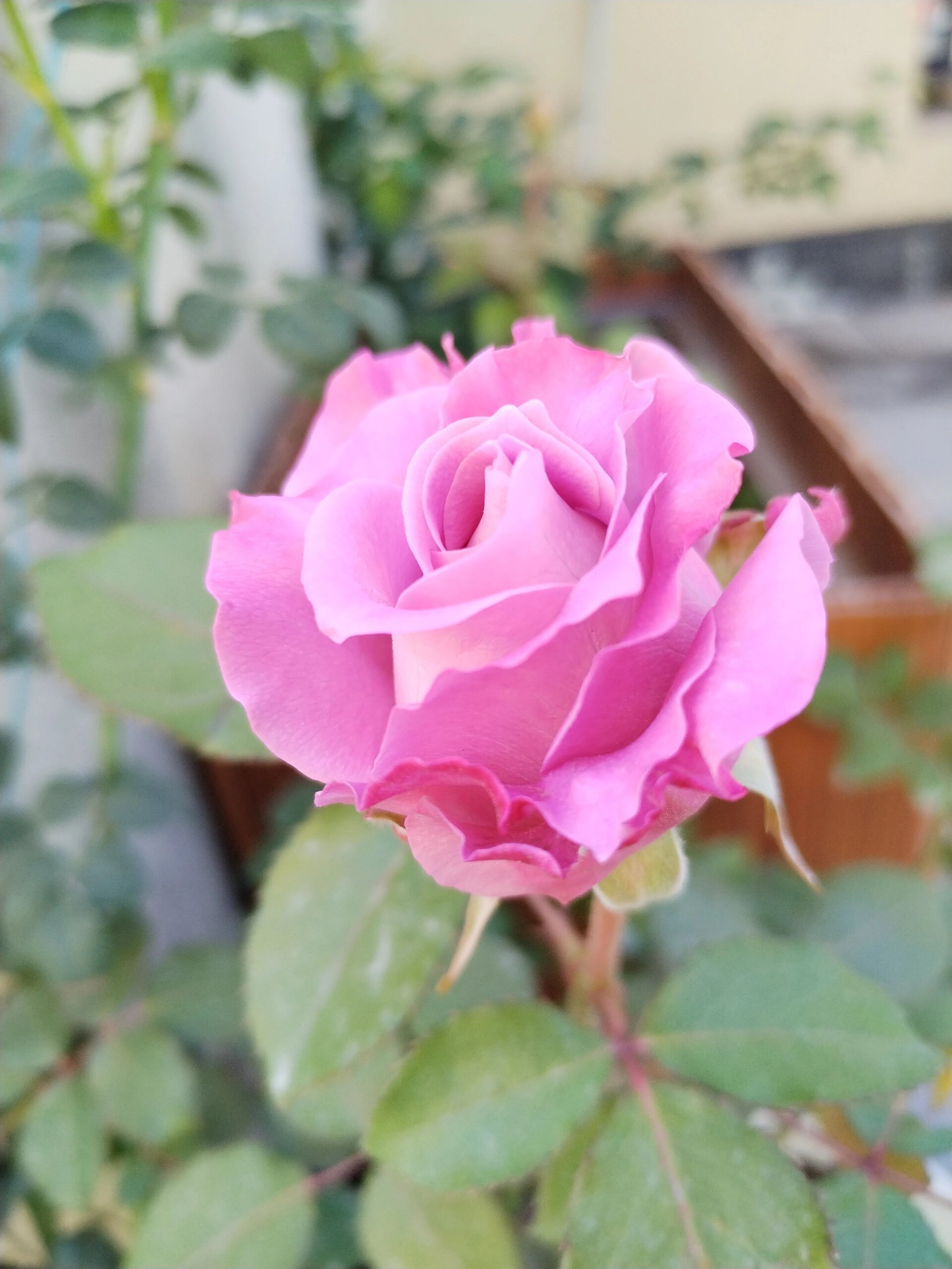 玛丽蒂姆|月季