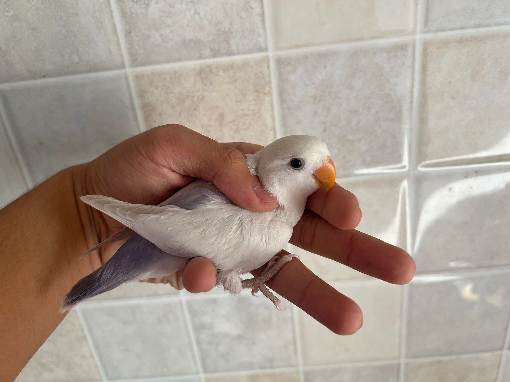 牡丹鹦鹉之 紫面伊莎00 紫面伊莎 这一只紫面伊莎 超级超级壮 拿在