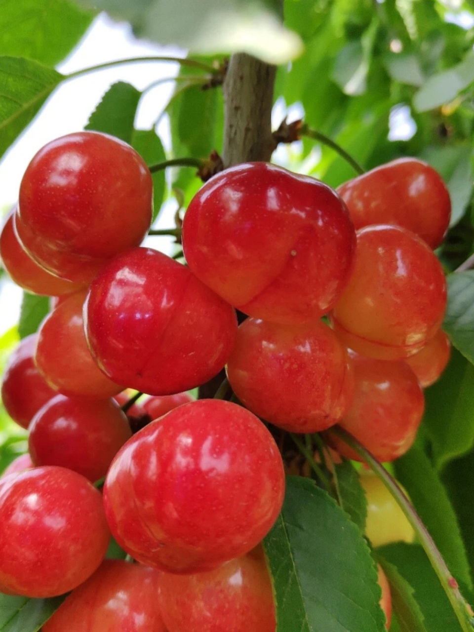 口感脆甜 果肉较硬,甜度高 蜜甜黄水晶,樱桃中的珍品 露天生态种植,树