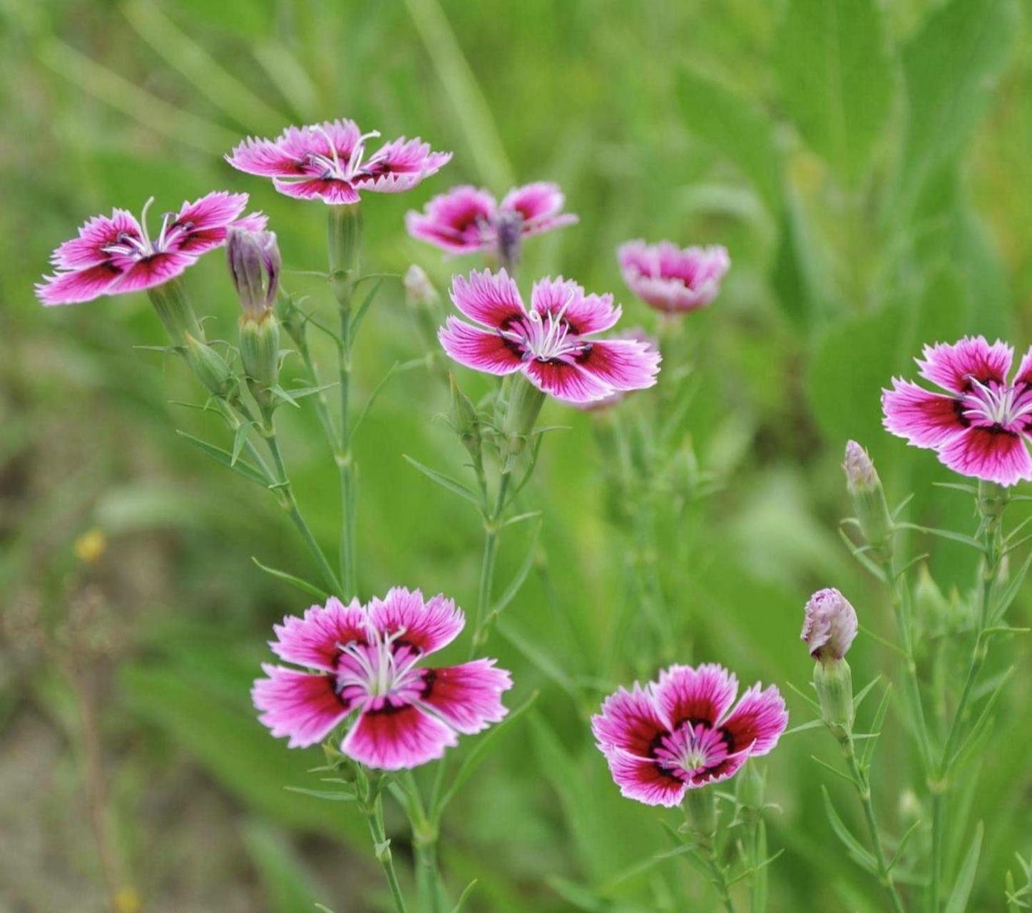 石竹是怎样的花?