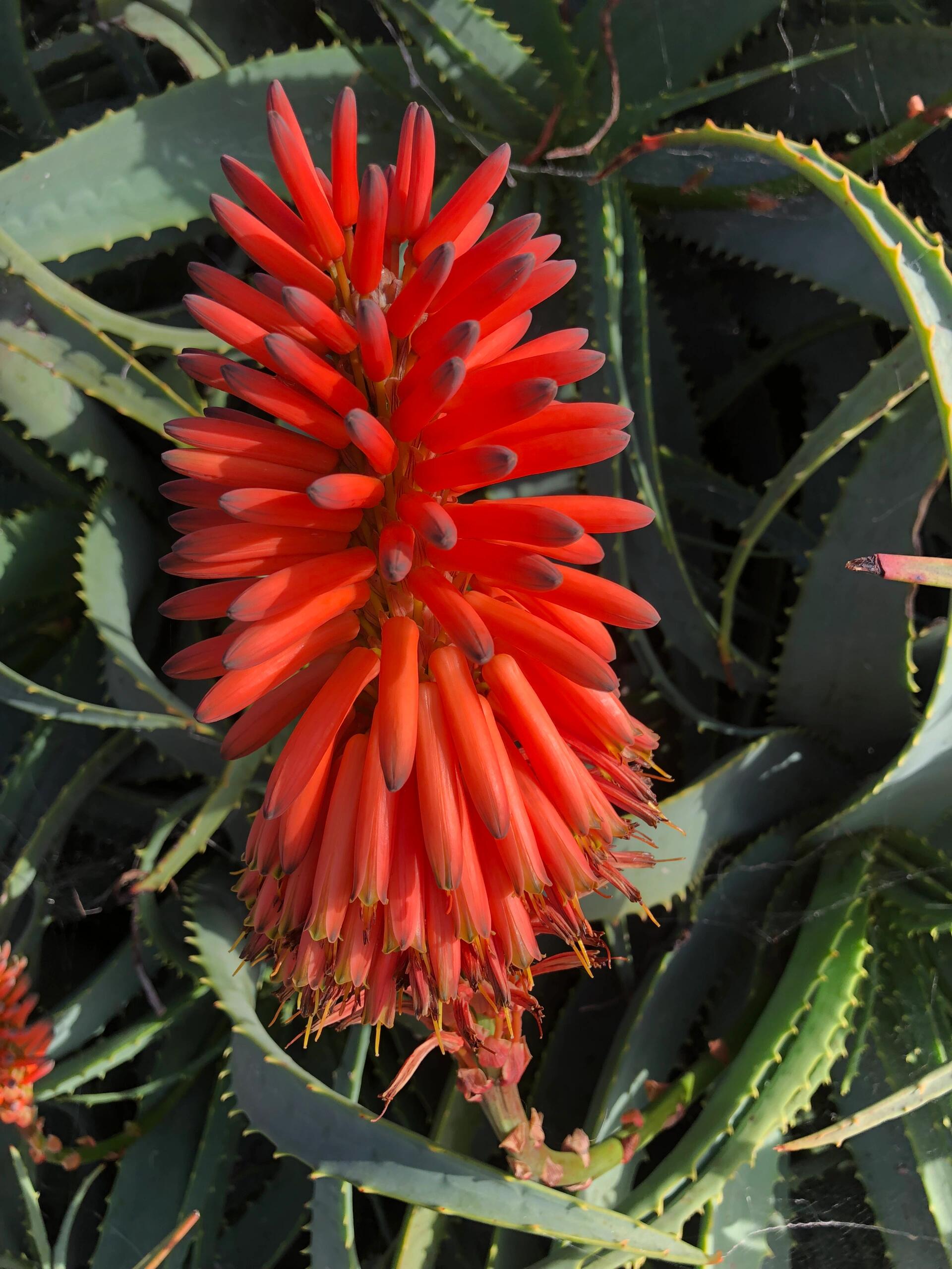 美花(8)木立芦荟