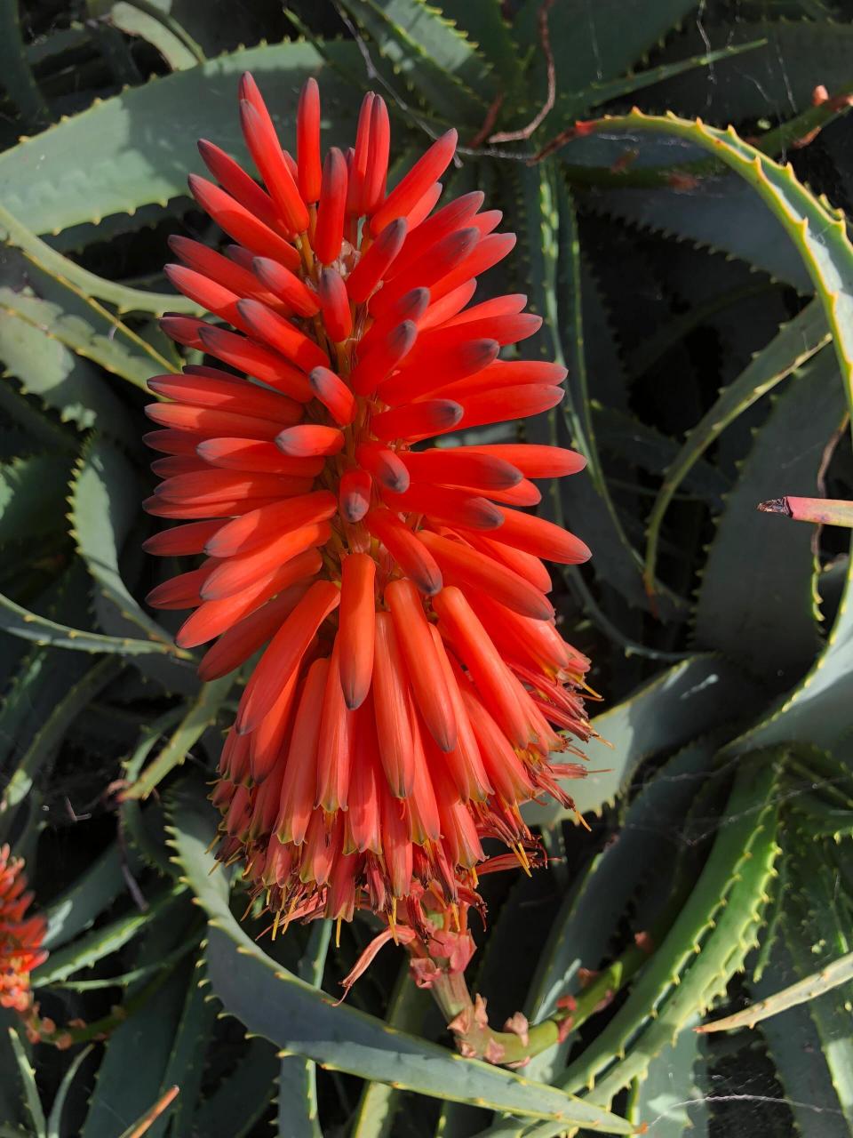 美花(8)木立芦荟 芦荟科～芦荟属多肉植物 橙红色花形似一挂挂鞭炮
