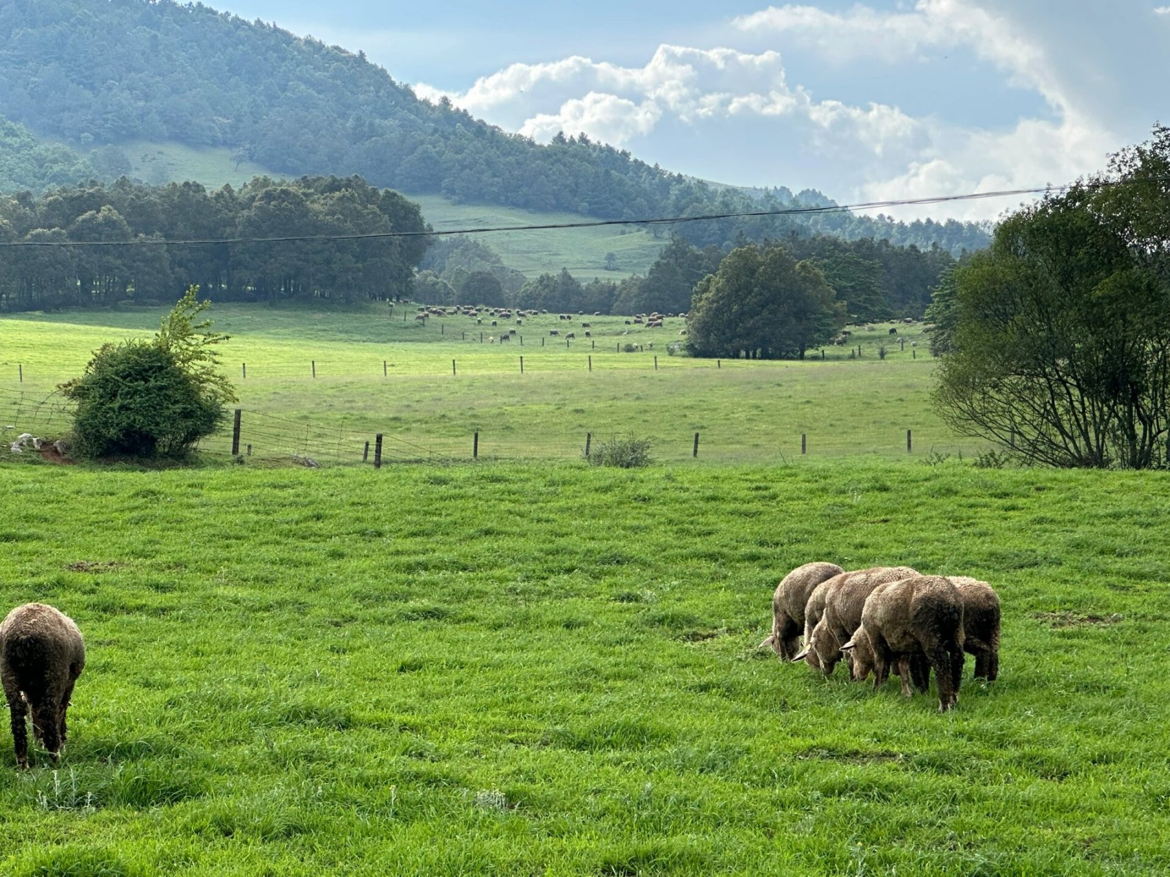 昆明周边绝美草场丨寻甸牧场 99导航丨寻甸牧场/寻甸青青草原营地