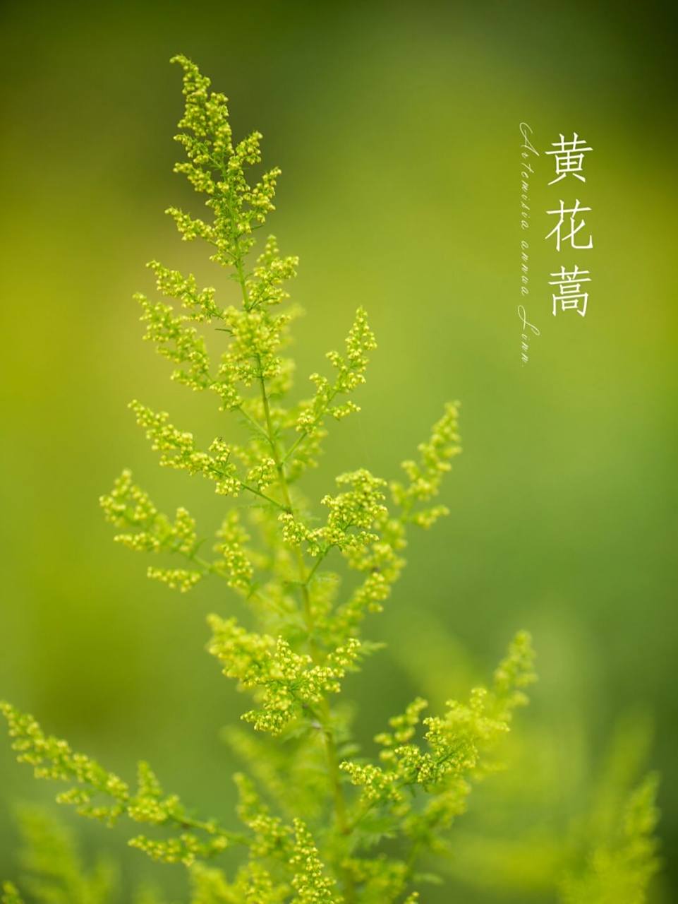 黄花蒿(学名:artemisia annua linn.