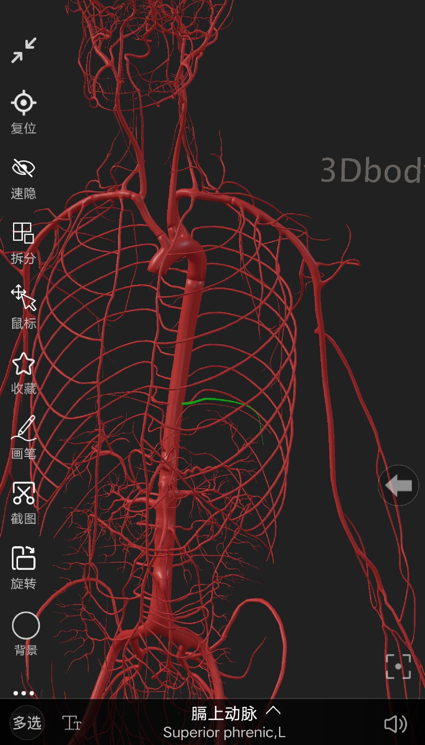人体解剖 胸主动脉及其分支