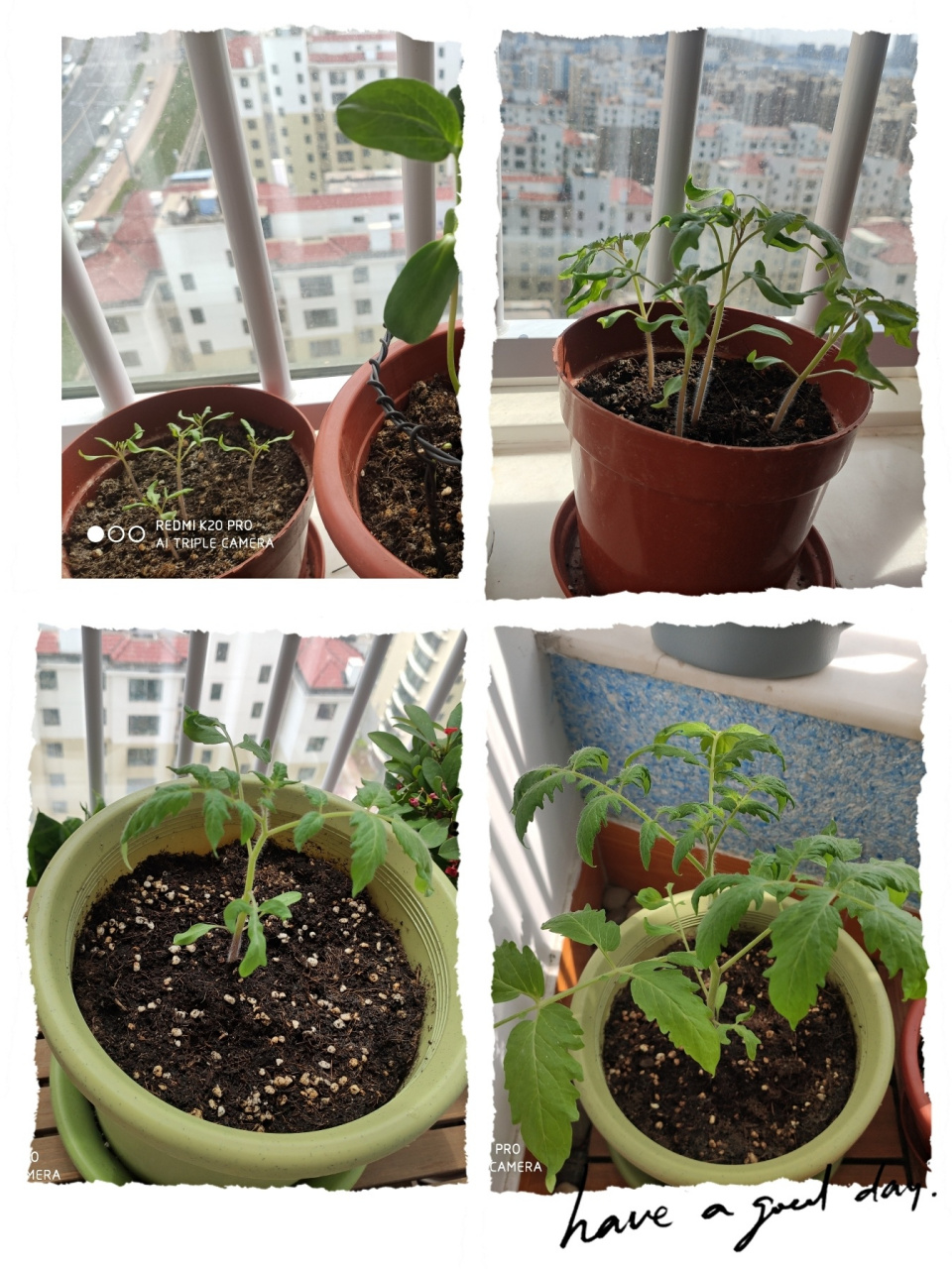 番茄生长记录/观察植物 第一次和尚尚种植小番茄(4月3日) 每天清晨