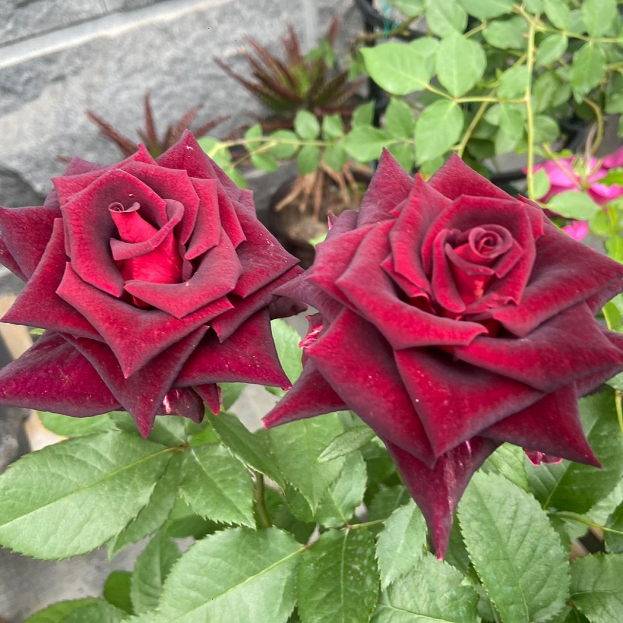 我和我的100颗月季之紫罗兰 39号选手:紫罗兰 没有黑巴克,那就入棵