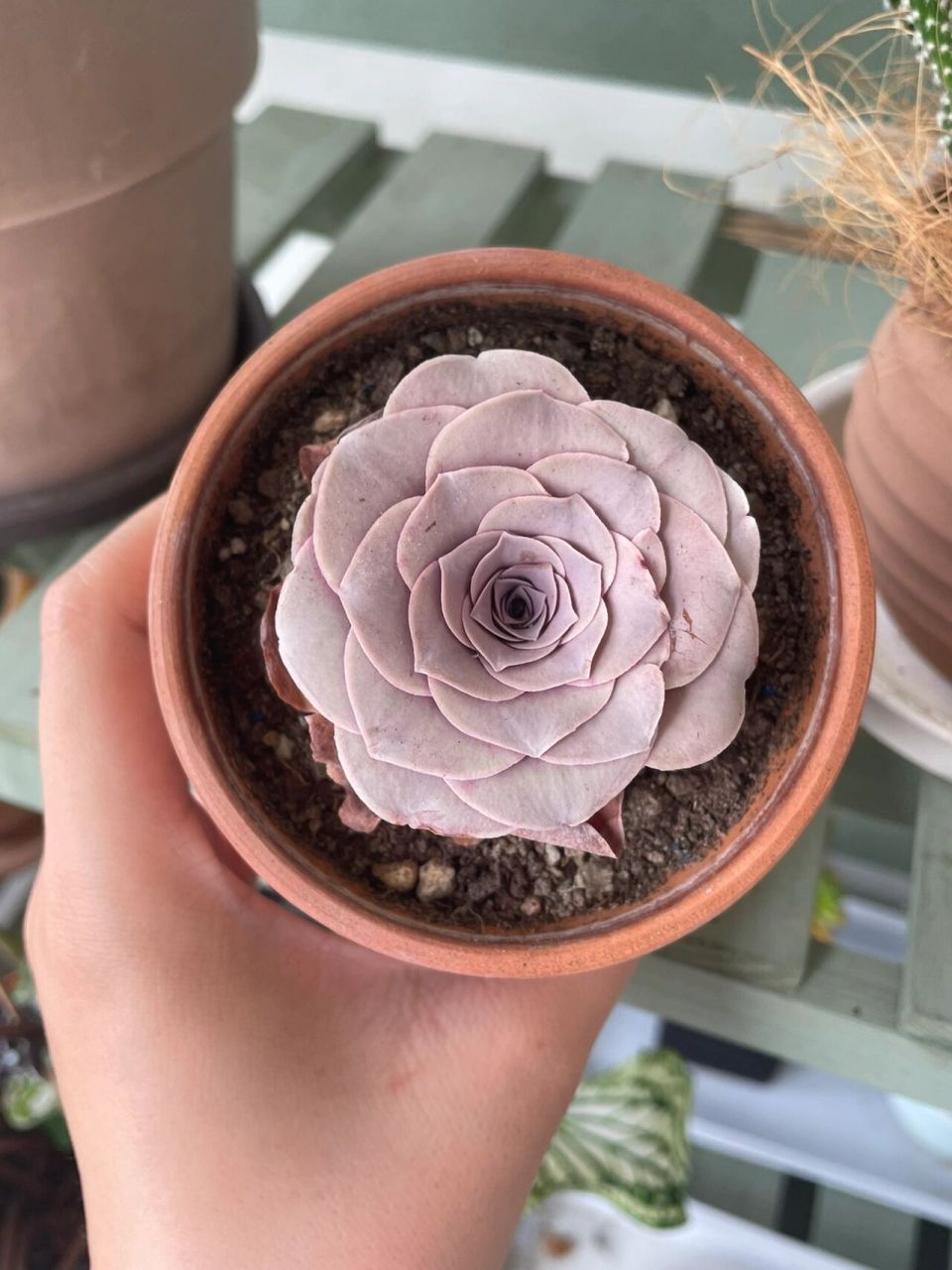 【佛系养花】潘多拉山地玫瑰——半永久卡布        	 自从把家里的