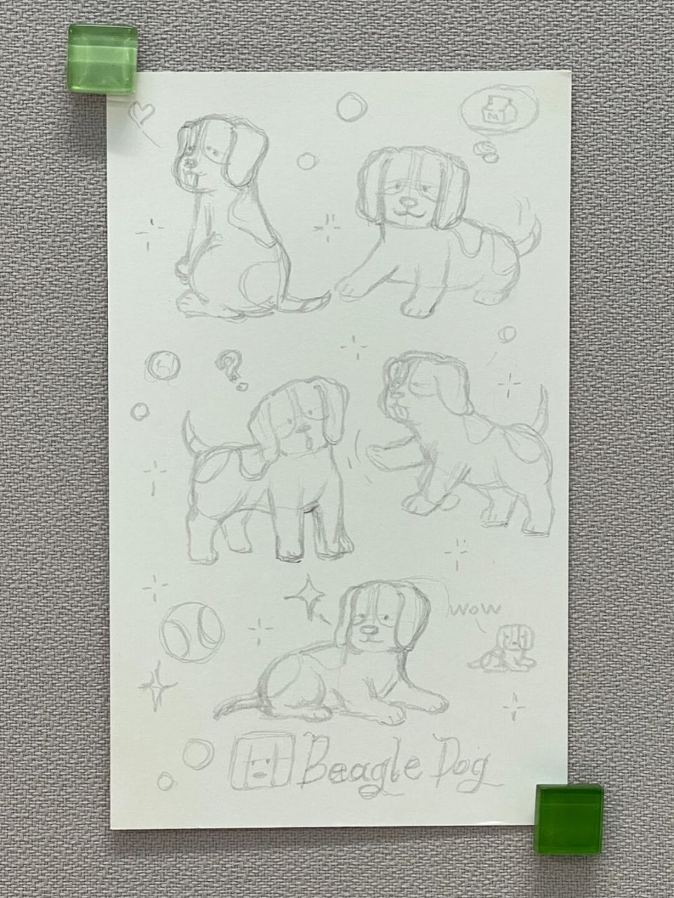 超爱比格犬!特别想养一只,但是据说拆家能力无敌!是真的吗?