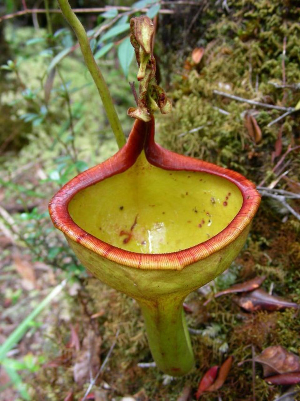 图1:盾叶猪笼草(学名:nepenthes peltata) 是菲律宾棉兰老岛汉密吉