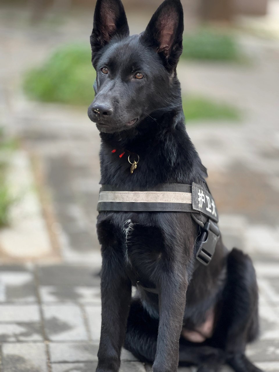 黑狼与东德牧羊犬杂交图片