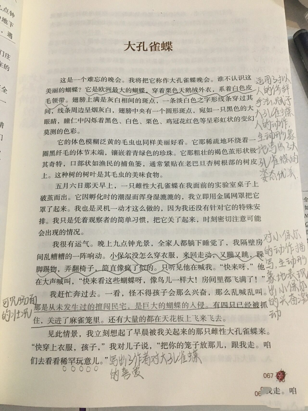 《昆虫记》大孔雀蝶批注1