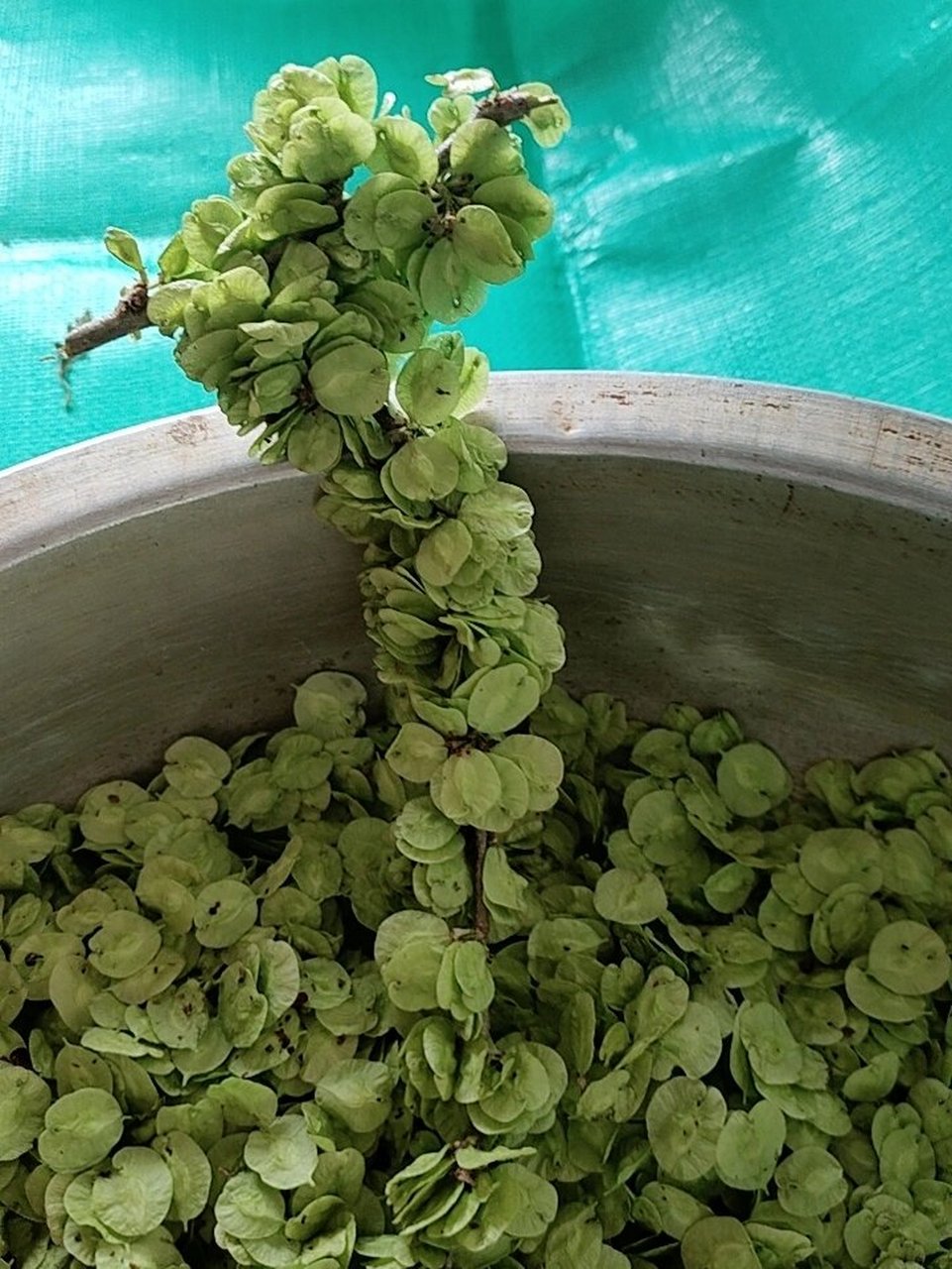 榆树种子,叫榆钱儿,快去摘,一个星期机会 榆钱儿美食