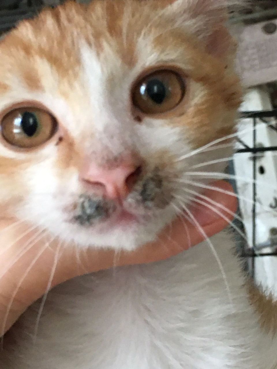 刘亦菲们,这只流浪猫才领养没多久,从来我家开始就是这样了,后面嘴巴