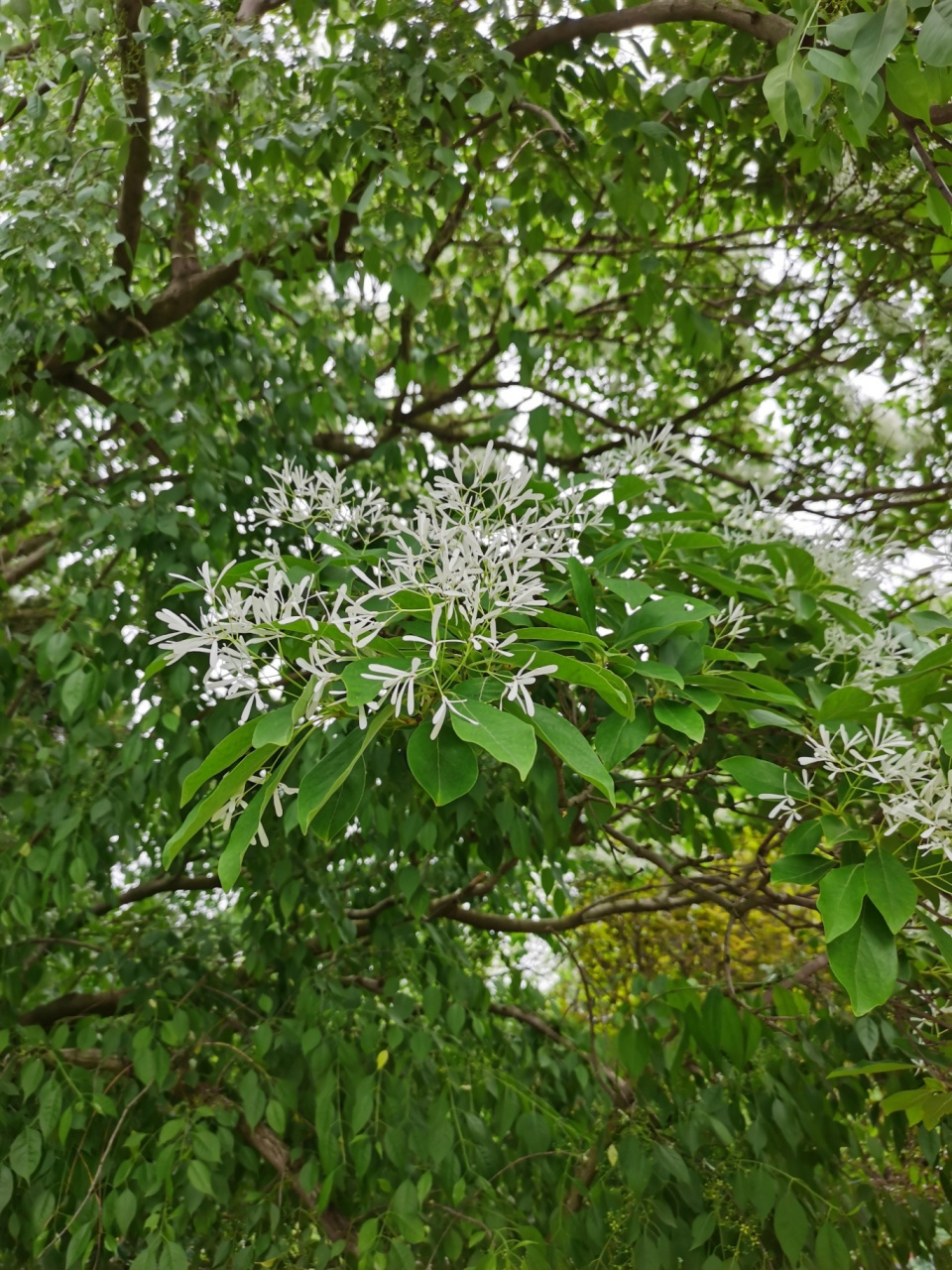长的像金银花的形状. 图三图四是香樟树开花了么?