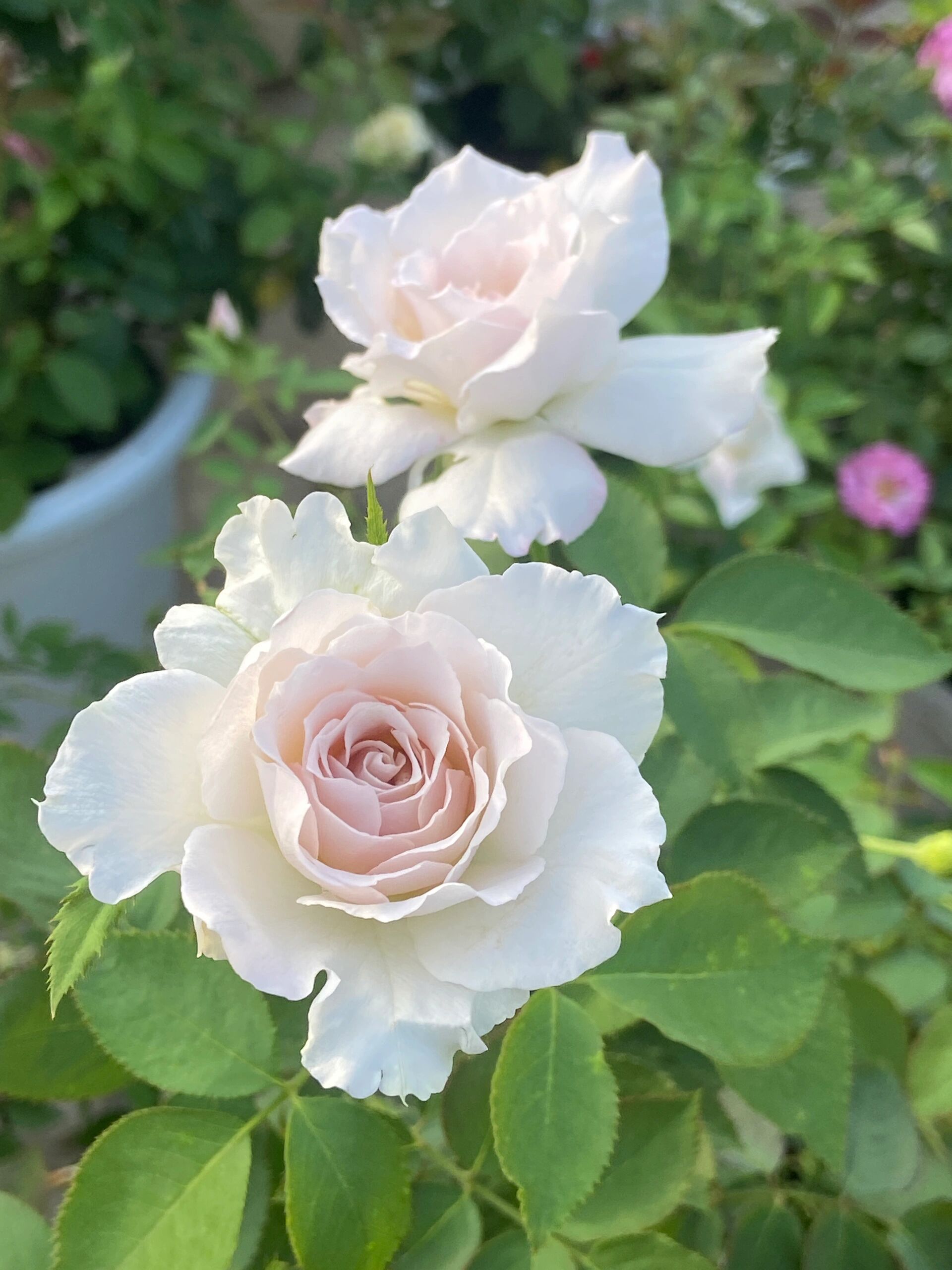 莎菲天使/浓香扑鼻的小仙女/抗性一般但皮实 河本天使系列开品最稳定