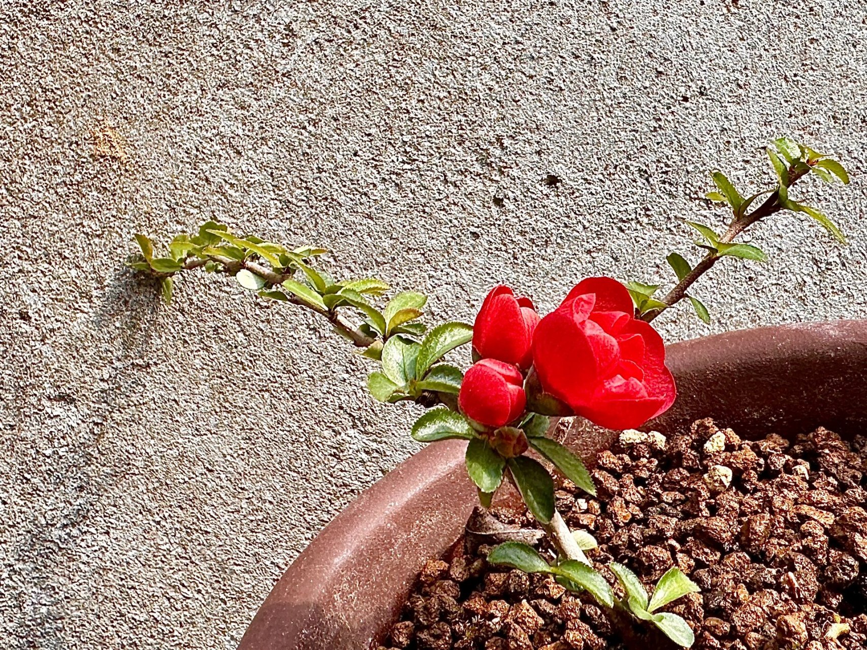 日本 长寿梅 姬小町 重瓣 90拍摄日期:2023年3月13日 品种: 日本