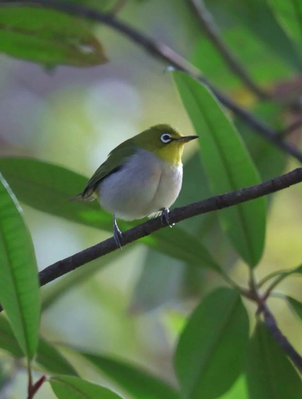 92暗绿绣眼鸟 暗绿绣眼鸟(学名:zosterops japonicus) 雀形目,绣眼