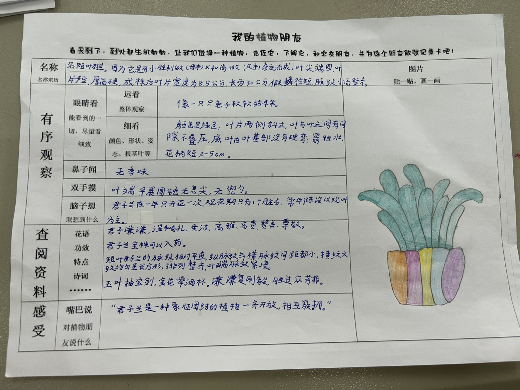 我的植物朋友观察记录卡怎么写(三年级我的植物朋友观察记录卡怎么写)