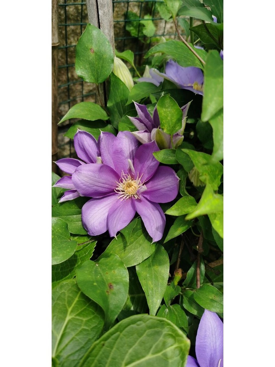 铁线莲"静光"吧 "静光" 地栽就是强大 小苗养大,盆栽00一两年过吧