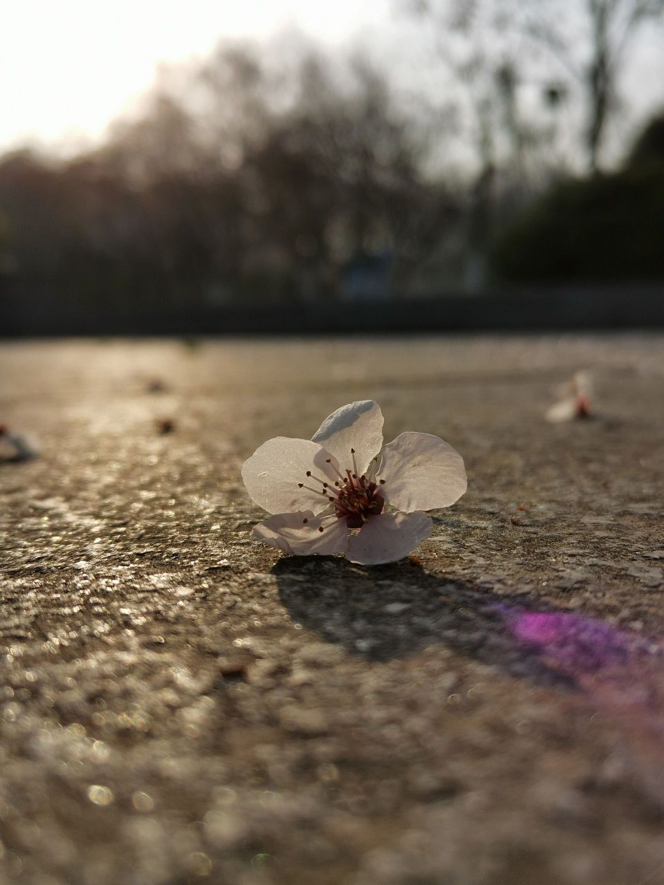 落花 花开花落终有时,落花有着特别的意境美,之前发了几篇逆光拍的
