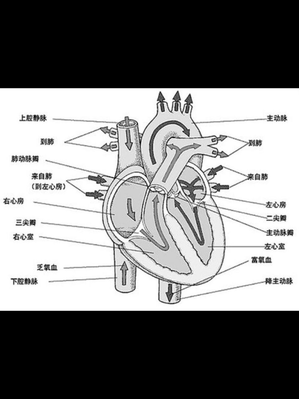 心脏的解剖结构简图图片