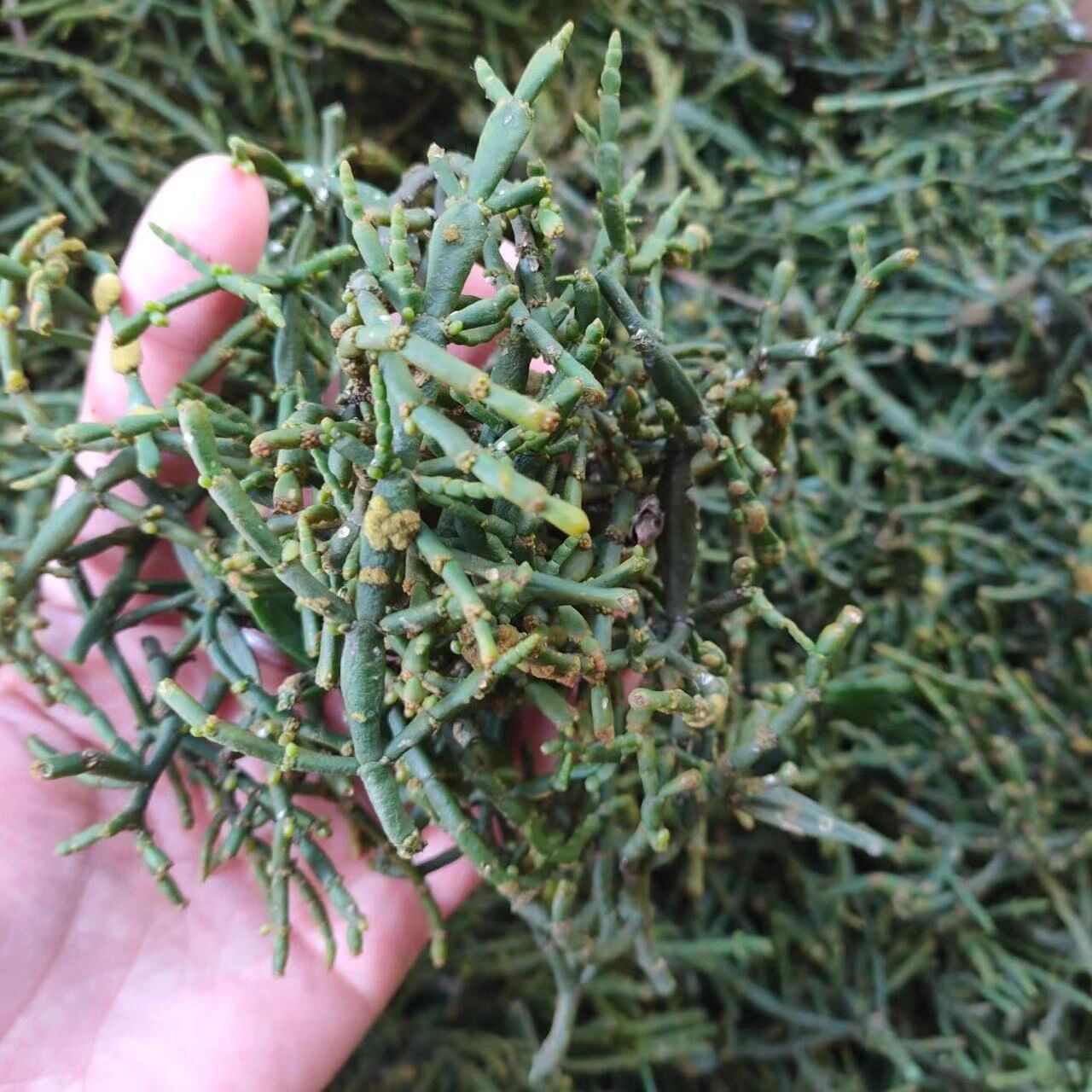 品612021年野生螃蟹脚 "螃蟹脚"又称"茶精",是一种罕见的寄生兰植物