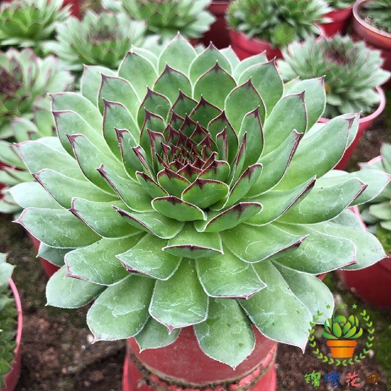 97形态特征 观音莲为景天科长生草属多年生肉质植物,植株具莲座状叶