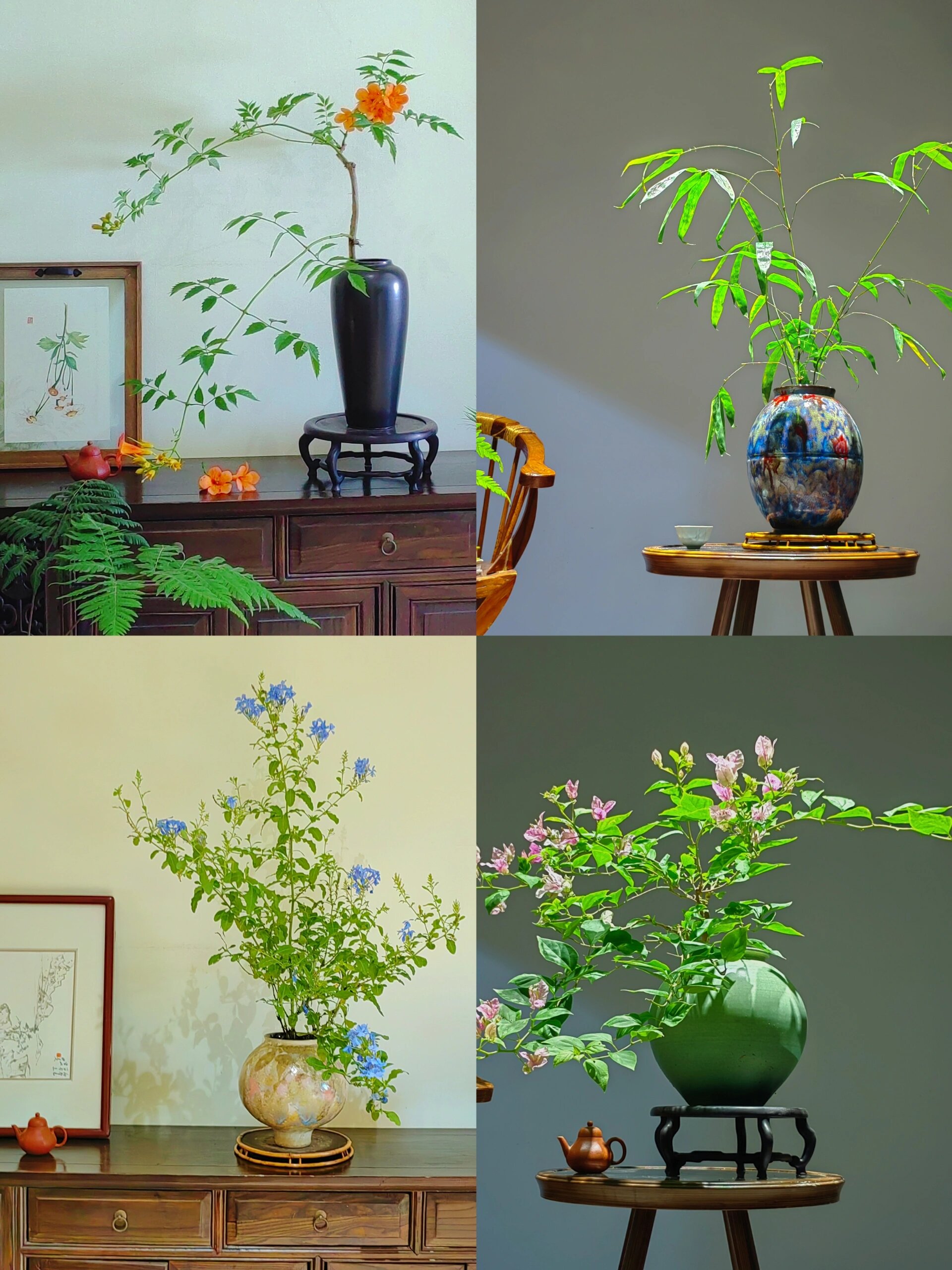 推荐几个提升茶室格调的绿植