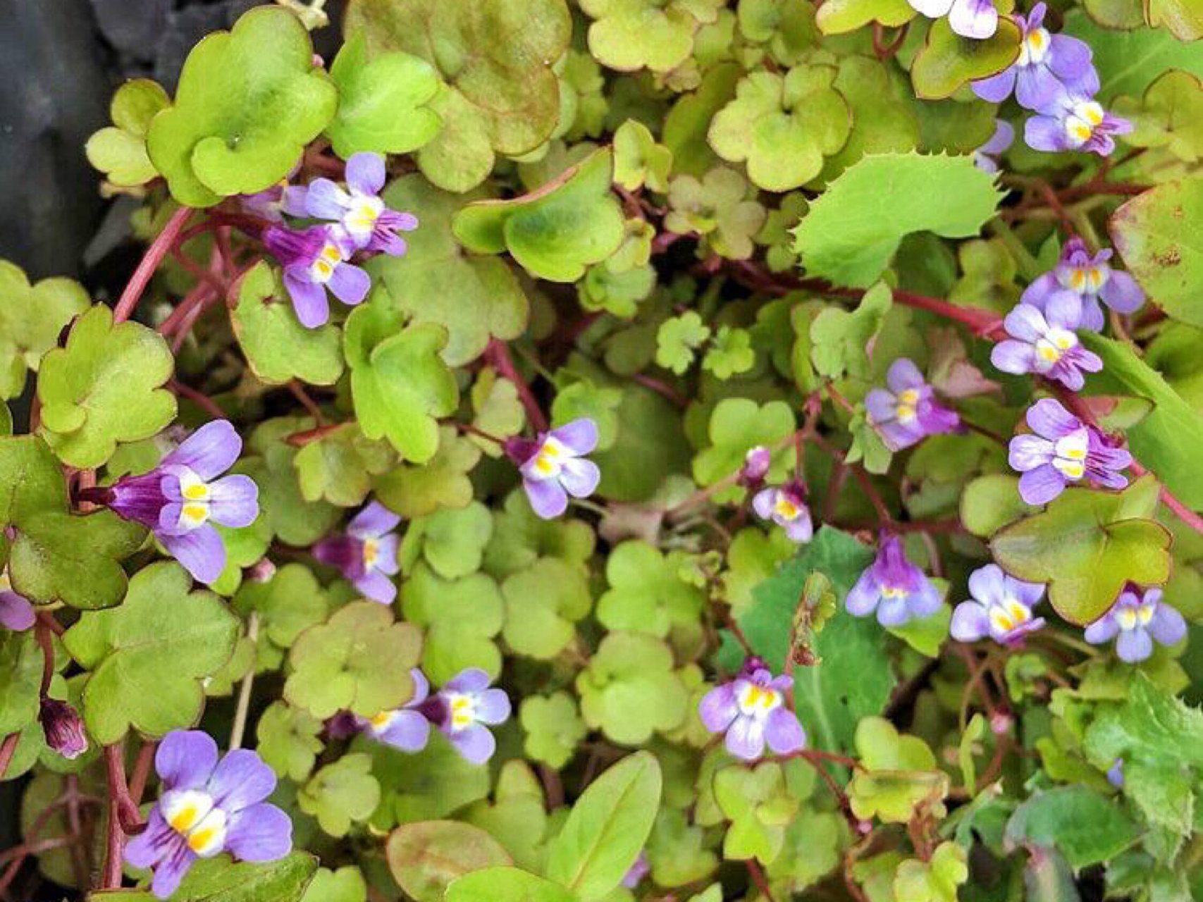 每日一花|蔓柳穿鱼 蔓柳穿鱼:又名梅花草,是柳穿鱼属玄参科蔓生多年生