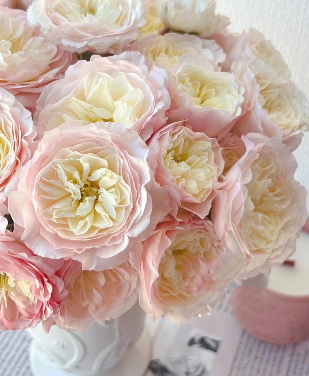 凯拉玫瑰,逆天的美呀……  凯拉花色是腮红,粉红和奶油色混合,带有一