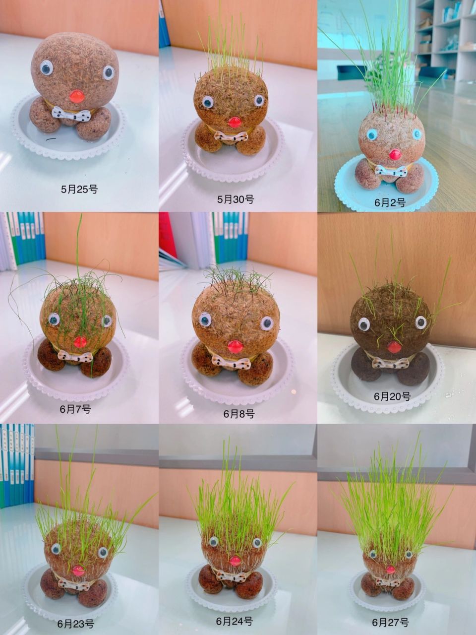 长草娃娃成长日记 第一天,在水里泡30分钟,放在小盘子里 过了一周才