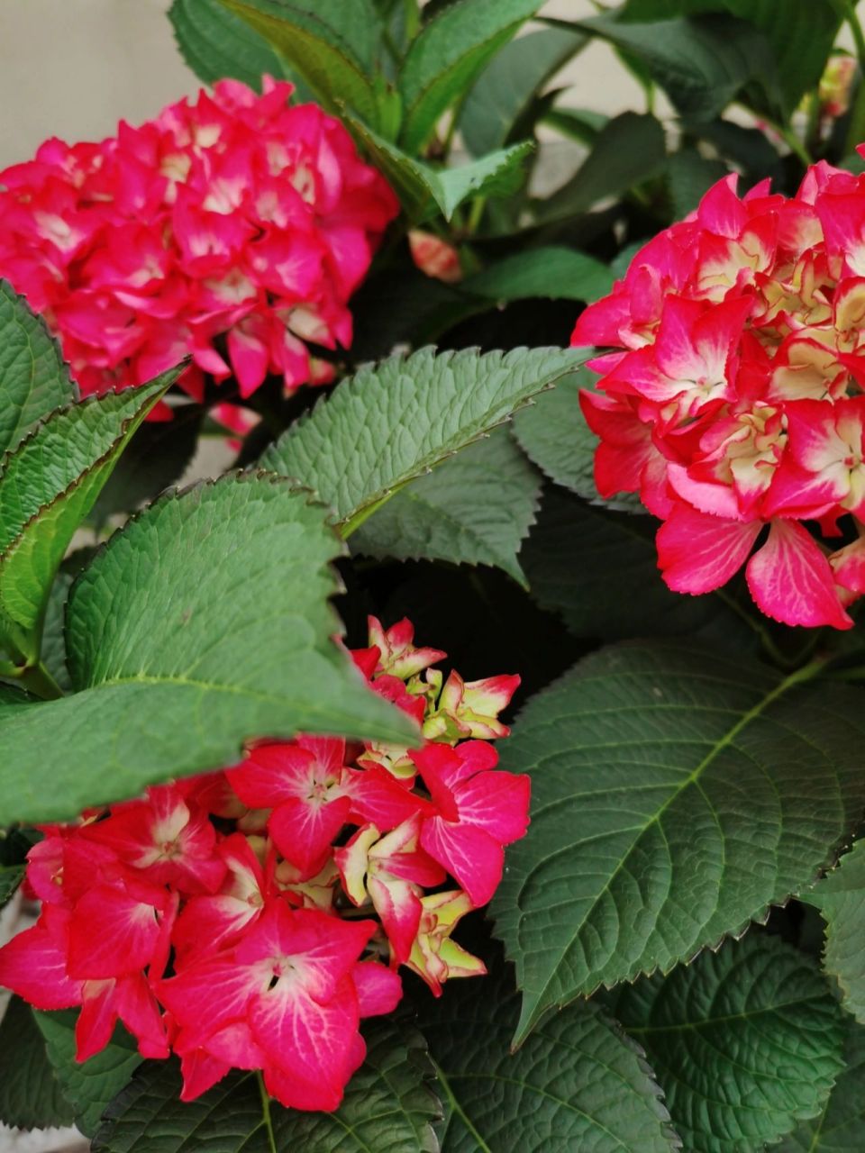 塞尔玛绣球 特别的绣球颜色,老枝开花的品种,21年6月在海妈家买的15cm