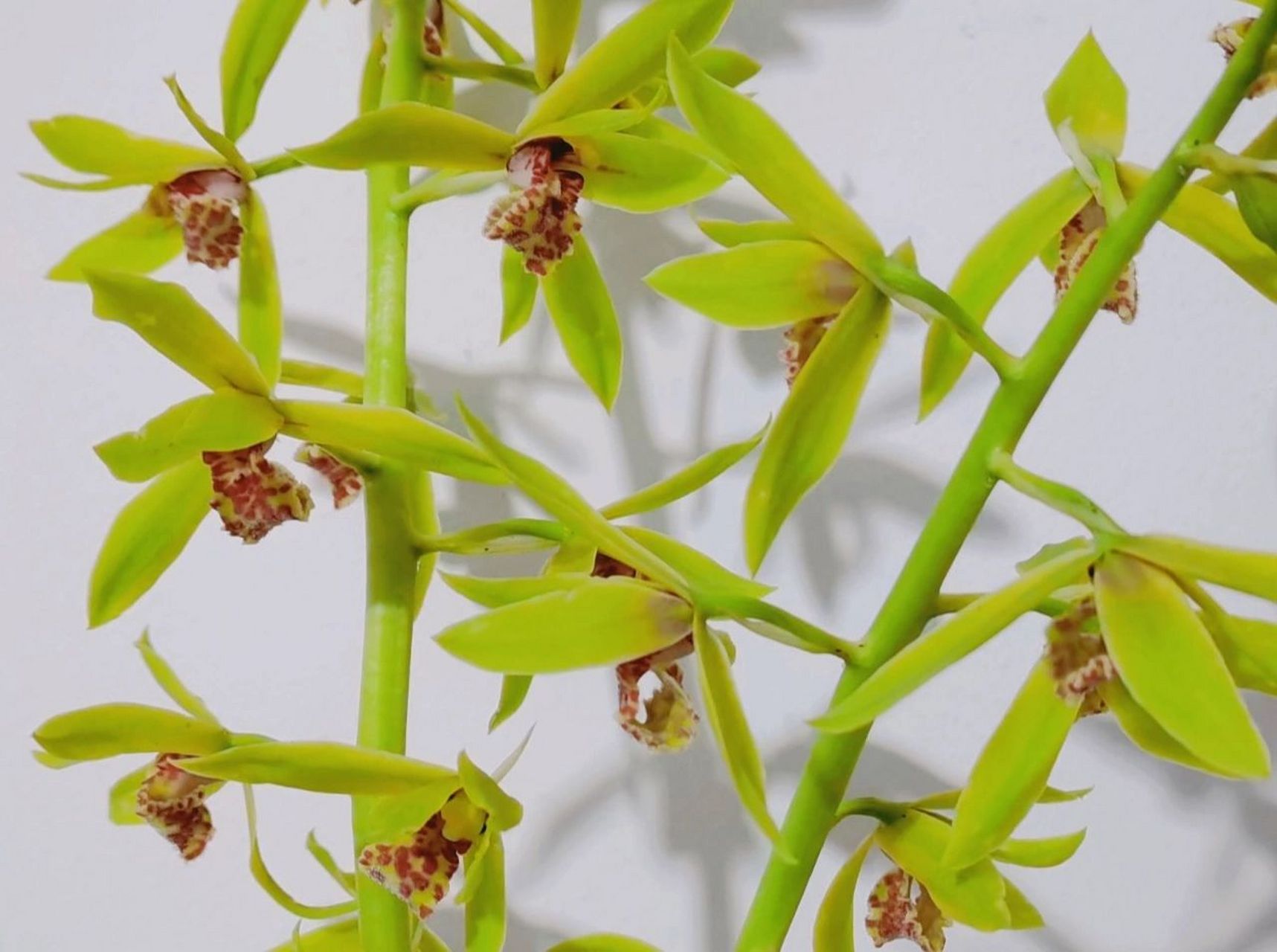 从小就对兰草花"情有独钟",每每这个时候家里必定会有水养着的兰草花