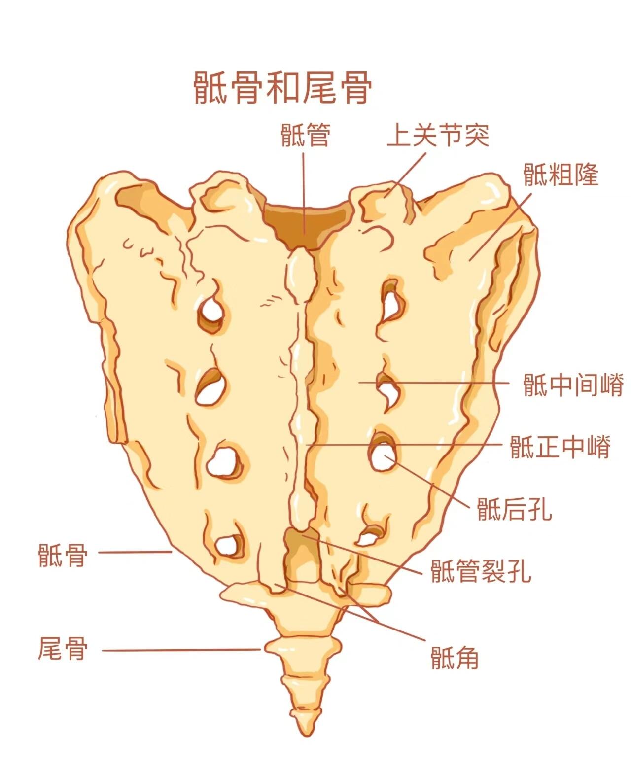 骶骨和尾骨 骶骨 由5块骶椎融合而成