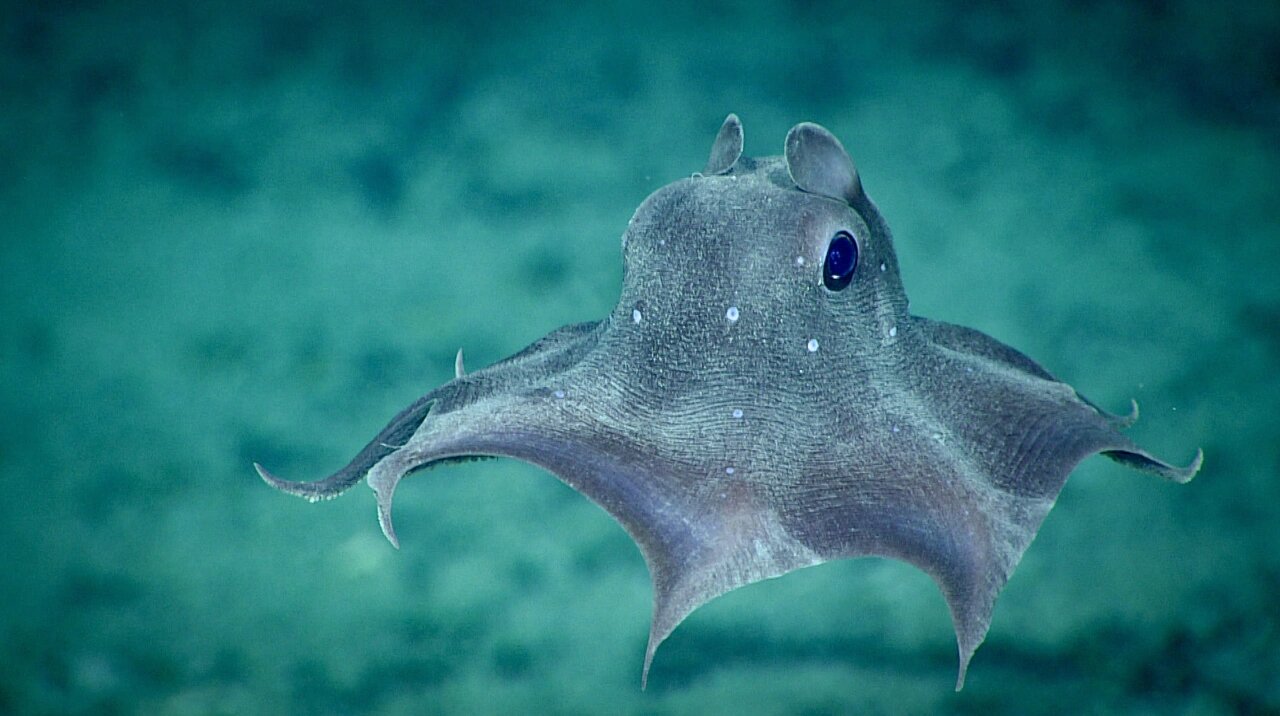 烟灰蛸 海里的小飞象 烟灰蛸 小飞象章鱼 dumbo octopus 烟灰蛸属16种