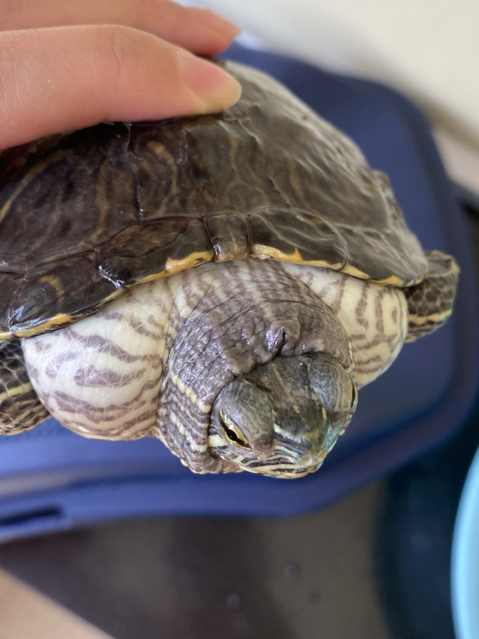 乌龟水肿怎么治