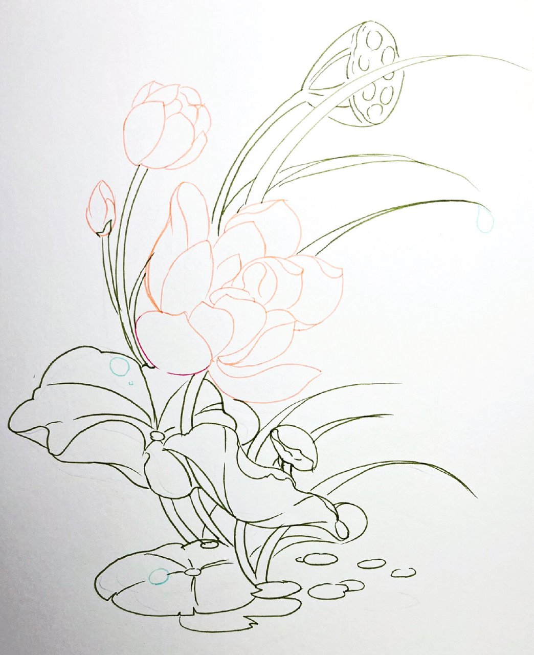 马克笔手绘—花卉元素—荷花单体示范