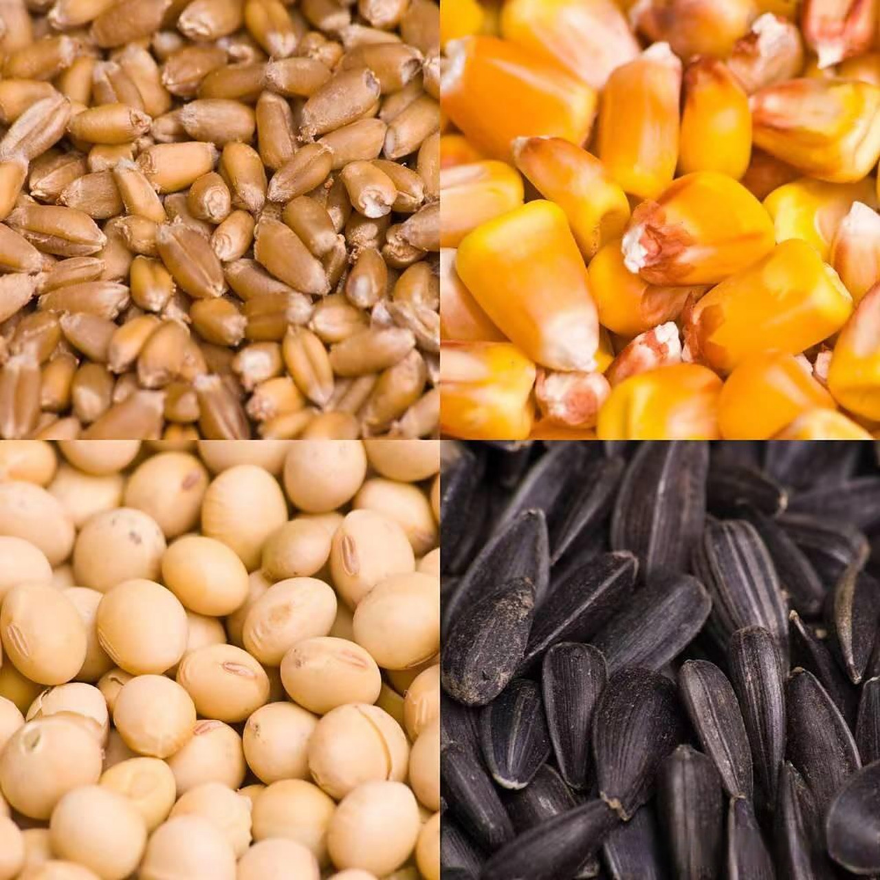 江苏的种植大户秦先生,用上一年自留农作物的种子进行播种,被种 