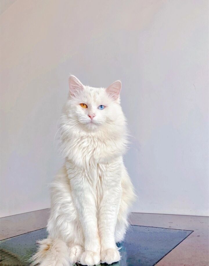 幼崽1000一只不香吗 临清狮子猫 山东狮子猫 狮子猫 纯白鸳鸯眼异 