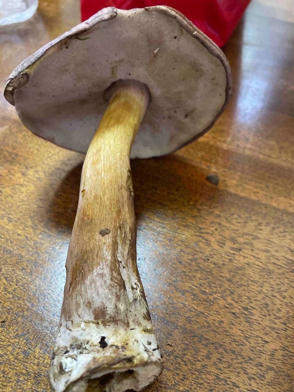 紫色的牛肝菌,具体学名叫啥?