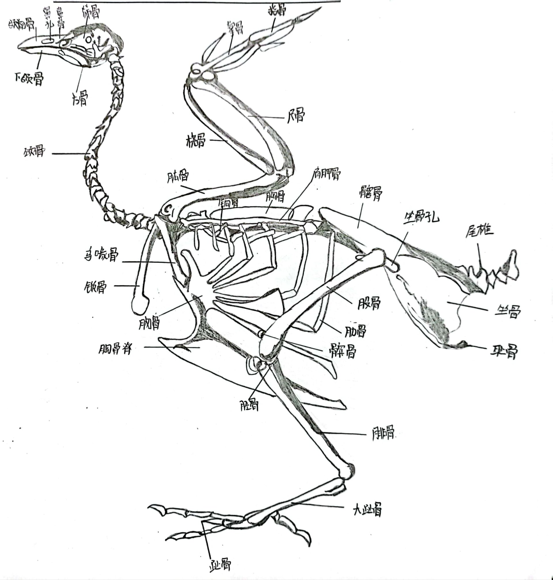 家鸡的骨骼标本