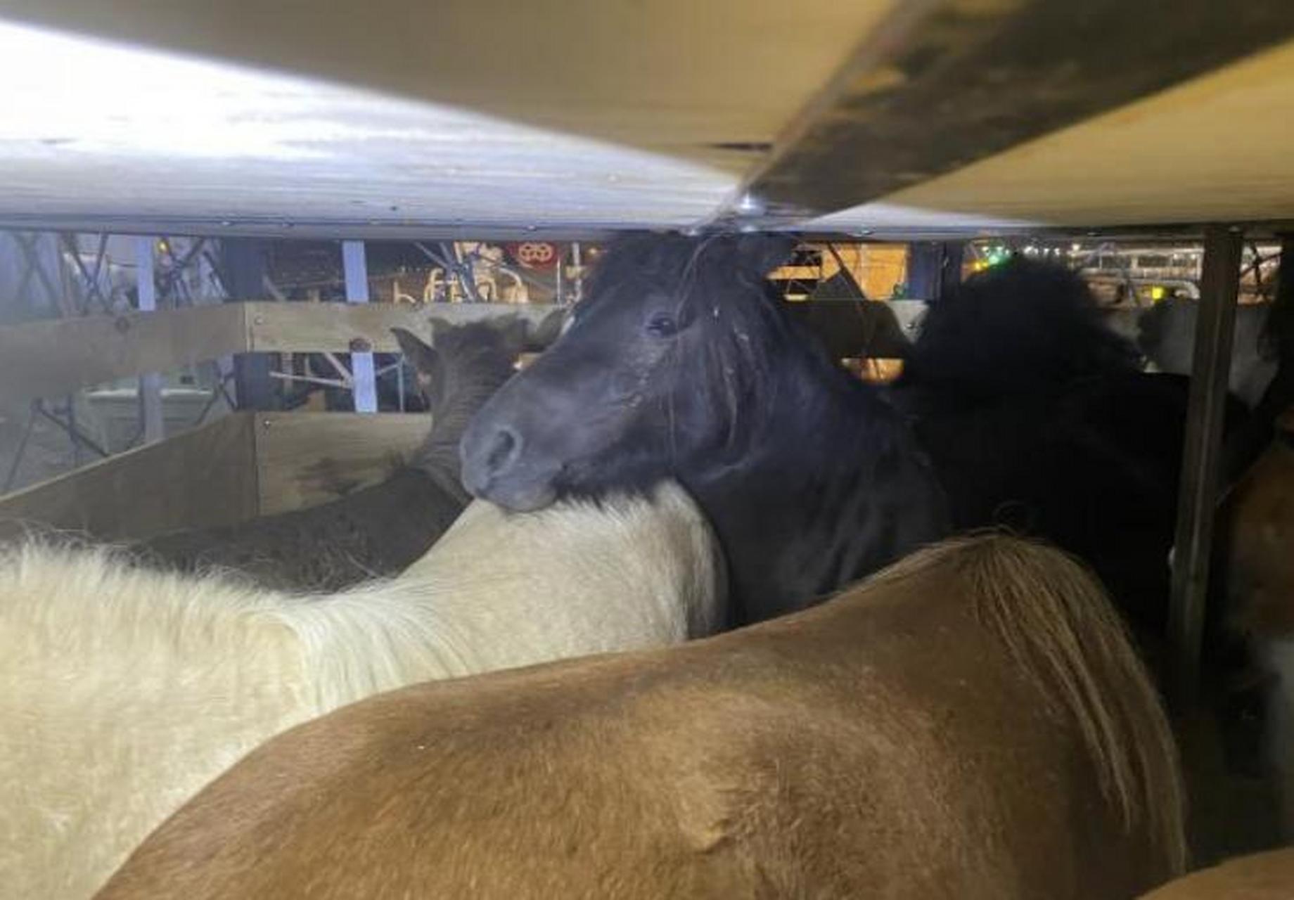 【小马驹组团"打飞的"来郑州】郑州机进口活体动物"特色口岸"再添新萌