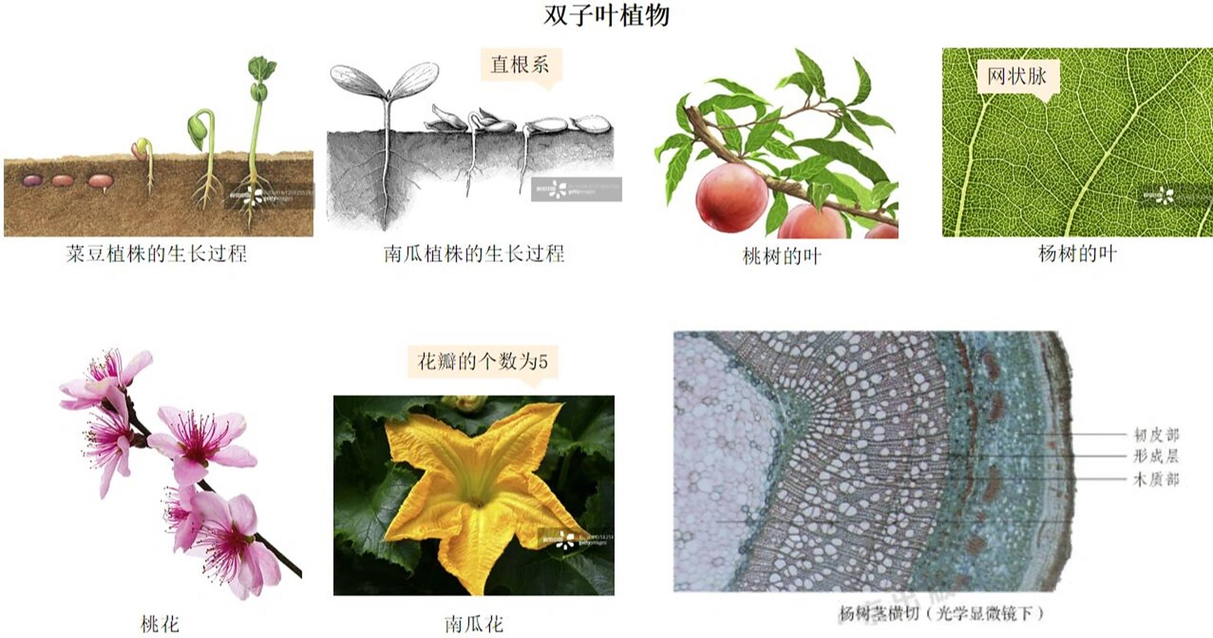 单,双子叶植物其他器官的对比