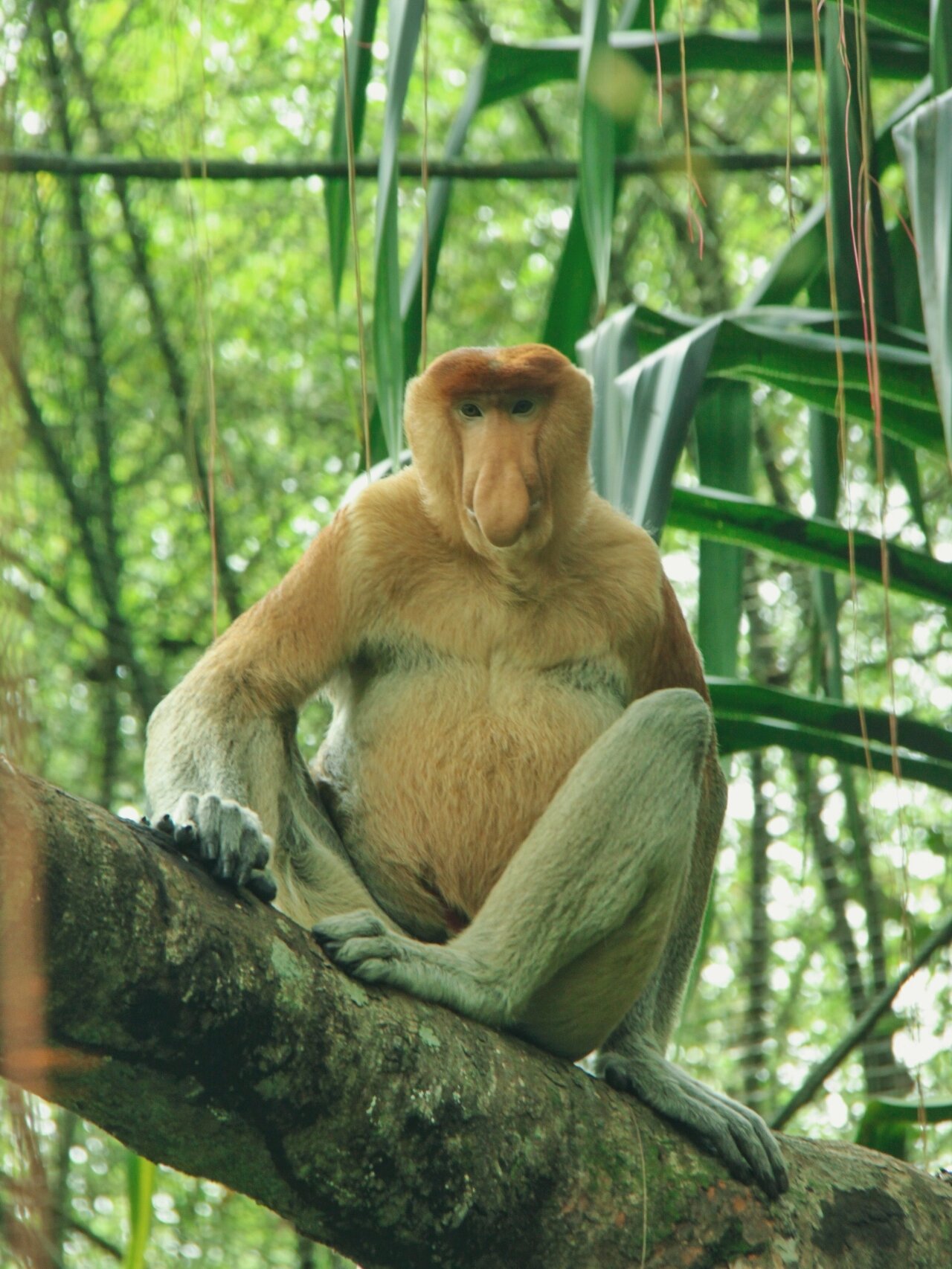 {加里曼丹} 长鼻猴观赏 马来文莱印尼特有 原创摄影  野生动物 长鼻猴