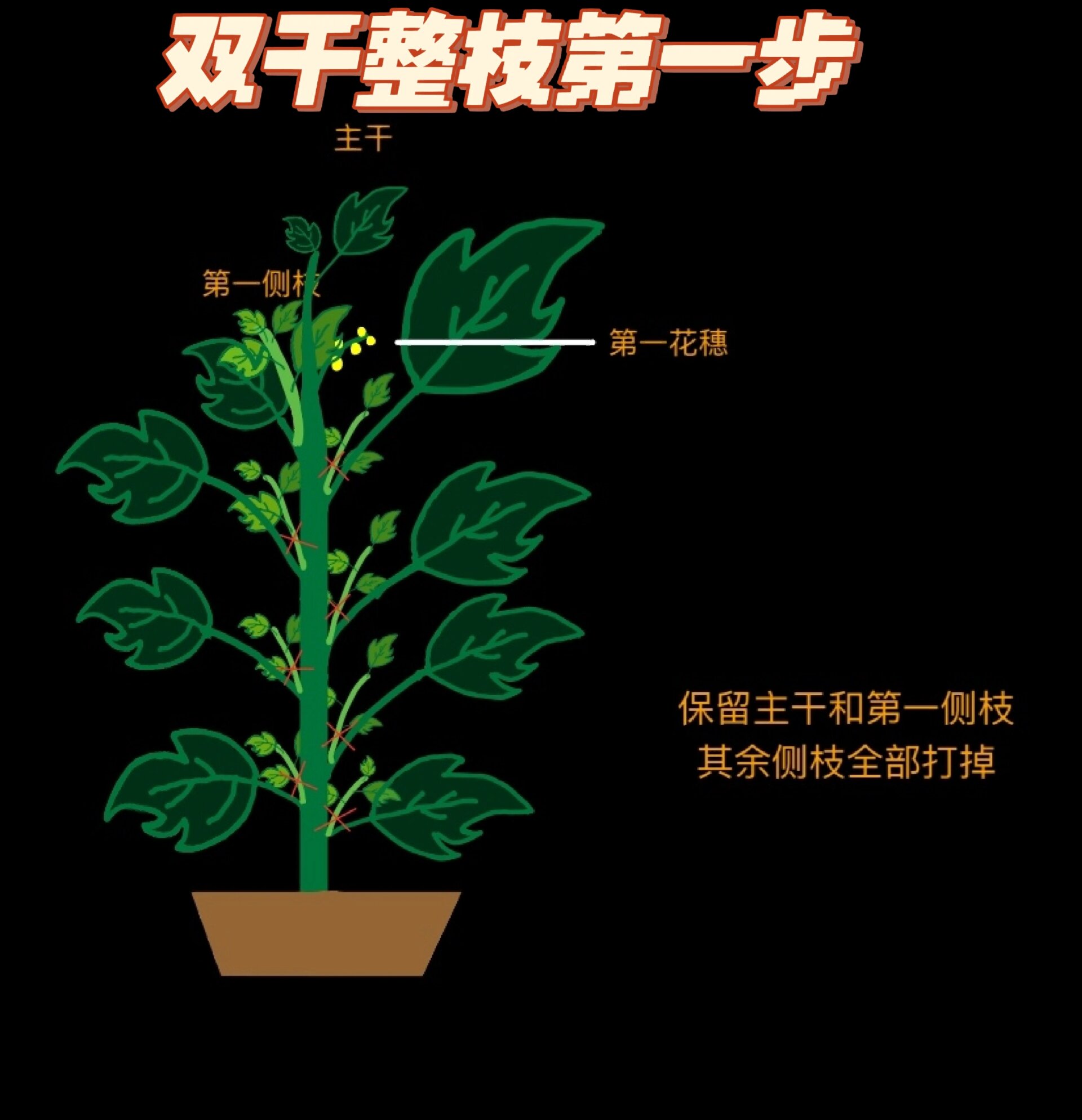 番茄的整枝方式与打杈 9797番茄分为【有限生长番茄】和【无限